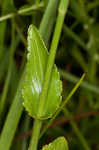 Rattlesnakemaster